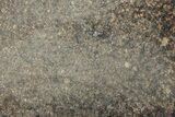 Polished Chondrite Meteorite Slice ( g) - Unclassified NWA #238047-1